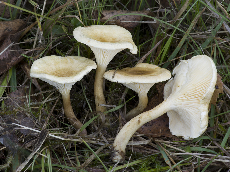 Hygrophoropsis macrospora